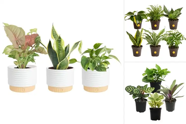 Detailed view of Best Air Purifying Plants