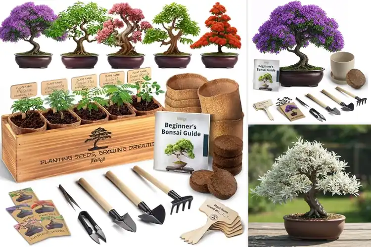 Detailed view of Best Bonsai Gift Trees: 10 Easy, Beautiful for Joy & Calm