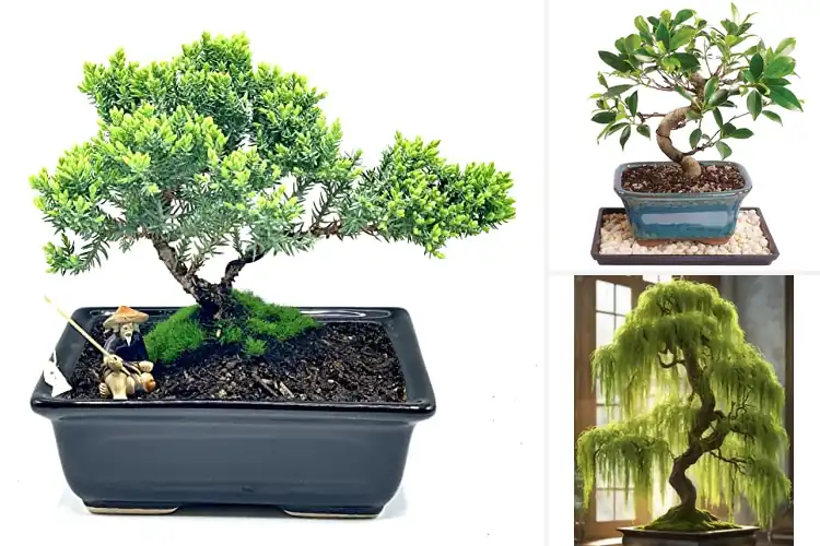 Detailed view of Best Indoor Bonsai Trees: Elevate Your Space